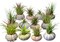 Sea Urchin and Airplant Assortment with 12 Sea Urchins and 12 Tillandsia Air Plants 1"-3"